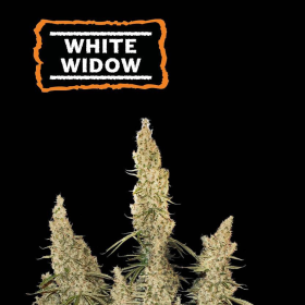 White Widow Auto - SEED STOCKERS | TanieSianie.pl