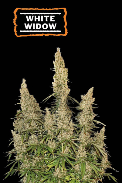 White Widow Auto - SEED STOCKERS | TanieSianie.pl