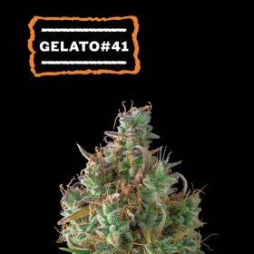 Gelato 41 Auto - SEED STOCKERS | TanieSianie.pl