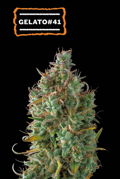 Gelato 41 Auto - SEED STOCKERS | TanieSianie.pl