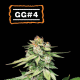 GG#4 Auto - SEED STOCKERS | TanieSianie.pl
