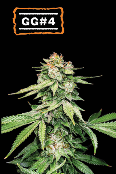 GG#4 Auto - SEED STOCKERS | TanieSianie.pl