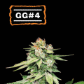 GG#4 Auto - SEED STOCKERS