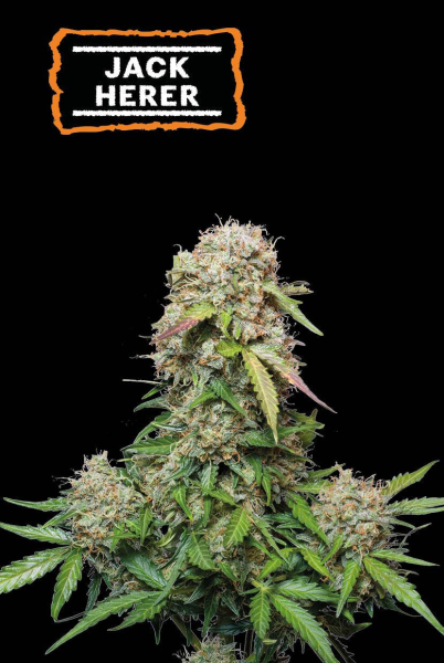 Jack Herer Auto - SEED STOCKERS | TanieSianie.pl