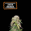 Jack Herer Auto - SEED STOCKERS