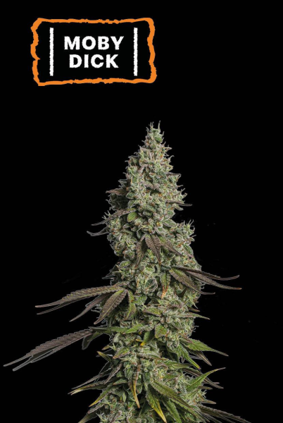Moby Dick Auto - SEED STOCKERS | TanieSianie.pl