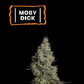 Moby Dick Auto - SEED STOCKERS