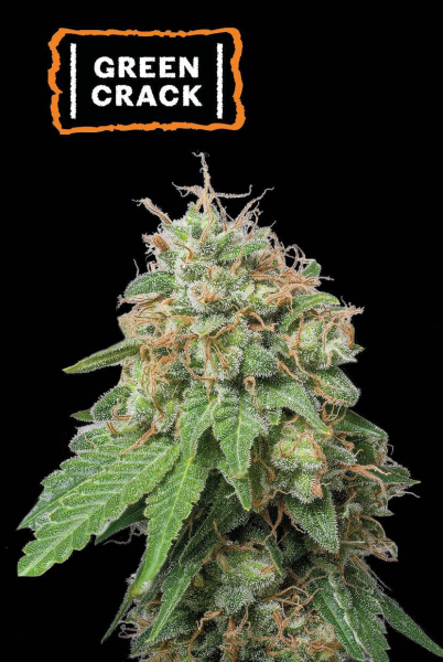 Green Crack Auto - SEED STOCKERS | TanieSianie.pl