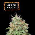 Green Crack Auto - SEED STOCKERS