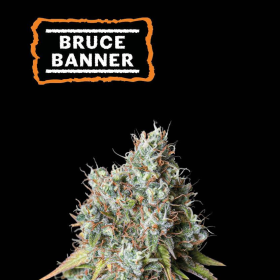 Bruce Banner Auto - SEED STOCKERS | TanieSianie.pl