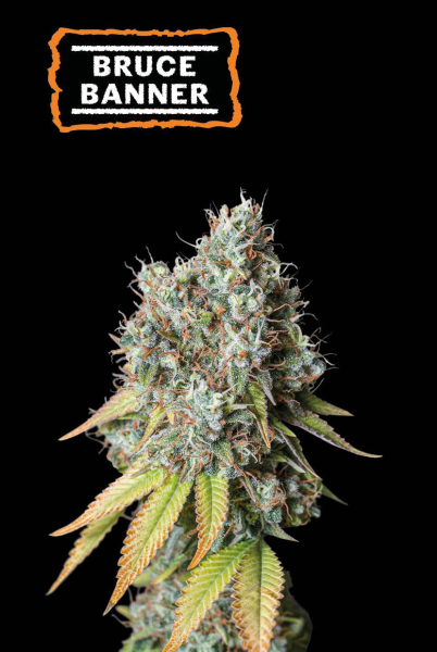 Bruce Banner Auto - SEED STOCKERS | TanieSianie.pl