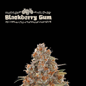 Blackberry Gum Auto - SEED STOCKERS | TanieSianie.pl
