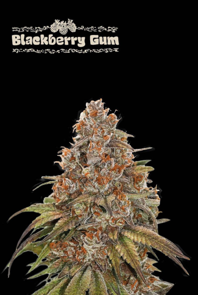 Blackberry Gum Auto - SEED STOCKERS | TanieSianie.pl