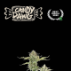 Candy Dawg Auto - SEED STOCKERS | TanieSianie.pl