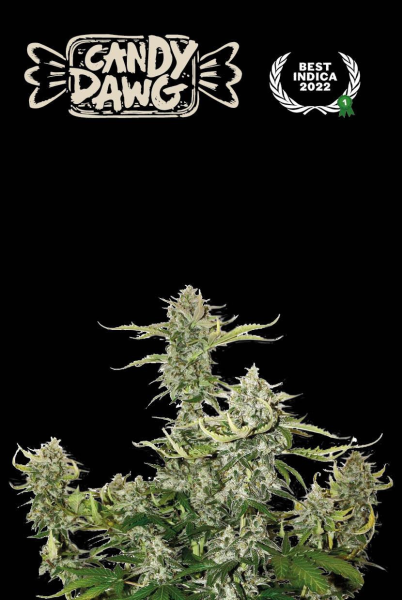 Candy Dawg Auto - SEED STOCKERS | TanieSianie.pl
