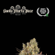 Santa Marta Haze Auto - SEED STOCKERS | TanieSianie.pl