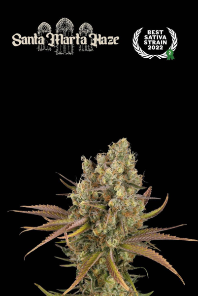 Santa Marta Haze Auto - SEED STOCKERS | TanieSianie.pl