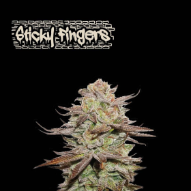 Sticky Fingers Auto - SEED STOCKERS | TanieSianie.pl