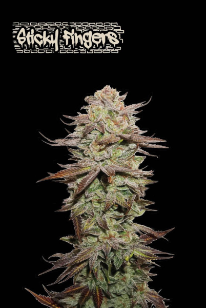 Sticky Fingers Auto - SEED STOCKERS | TanieSianie.pl
