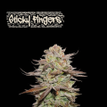 Sticky Fingers Auto - SEED STOCKERS