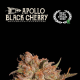 Apollo Black Cherry Auto - SEED STOCKERS | TanieSianie.pl