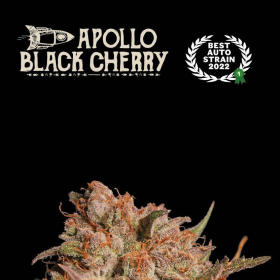 Apollo Black Cherry Auto - SEED STOCKERS | TanieSianie.pl