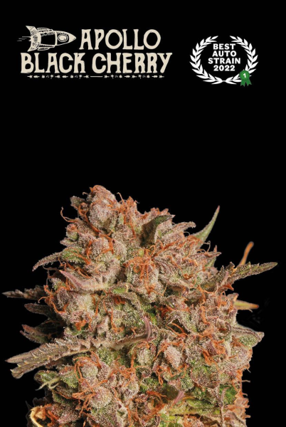 Apollo Black Cherry Auto - SEED STOCKERS | TanieSianie.pl