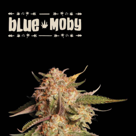 Blue Moby Auto - SEED STOCKERS | TanieSianie.pl