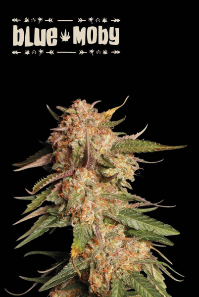 Blue Moby Auto - SEED STOCKERS | TanieSianie.pl