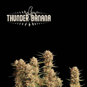 Thunder Banana Auto - SEED STOCKERS | TanieSianie.pl