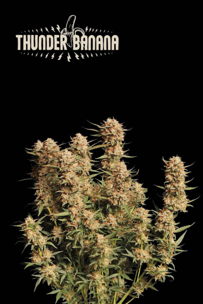 Thunder Banana Auto - SEED STOCKERS | TanieSianie.pl
