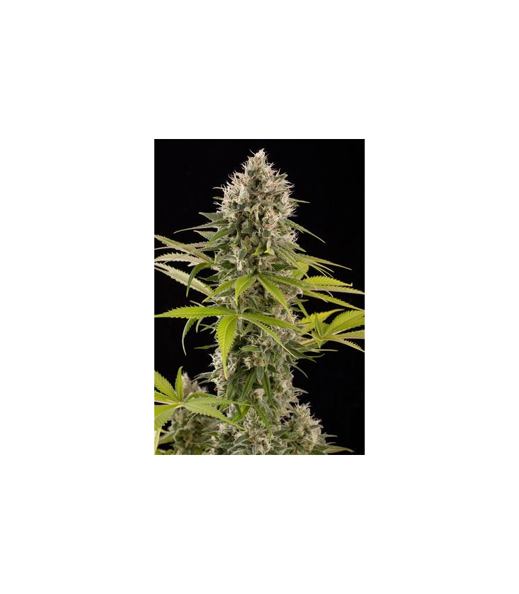 full spectrum led plant grow light LINKABLE Full Spectrum LED Grow Light 4ft 36w main image 1