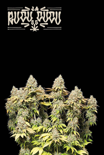 Rucu Cucu OG Auto - SEED STOCKERS | TanieSianie.pl