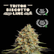 Triton Biscotto Lime Auto - SEED STOCKERS | TanieSianie.pl