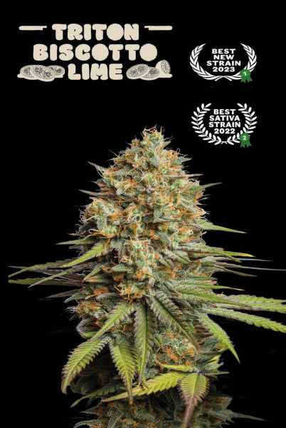 Triton Biscotto Lime Auto - SEED STOCKERS | TanieSianie.pl