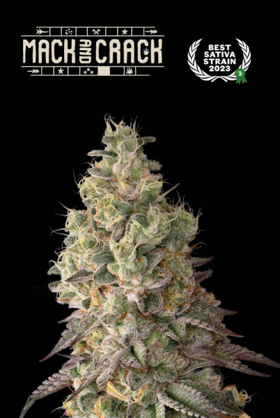 Mac & Crack Auto - SEED STOCKERS | TanieSianie.pl