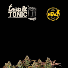 Terp & Tonic Auto - SEED STOCKERS | TanieSianie.pl