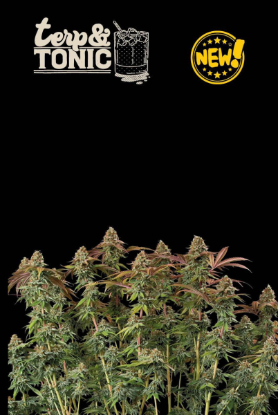 Terp & Tonic Auto - SEED STOCKERS | TanieSianie.pl