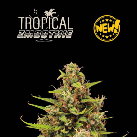 Tropical Zmoothie Auto - SEED STOCKERS | TanieSianie.pl