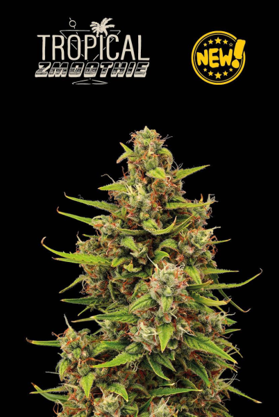 Tropical Zmoothie Auto - SEED STOCKERS | TanieSianie.pl