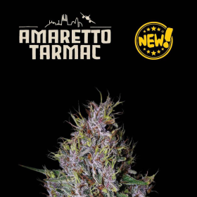Amaretto Tarmac Auto - SEED STOCKERS | TanieSianie.pl