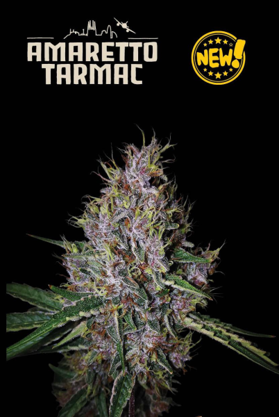 Amaretto Tarmac Auto - SEED STOCKERS | TanieSianie.pl