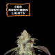 CBD Northern Lights - SEED STOCKERS | TanieSianie.pl
