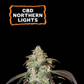 CBD Northern Lights - SEED STOCKERS | TanieSianie.pl