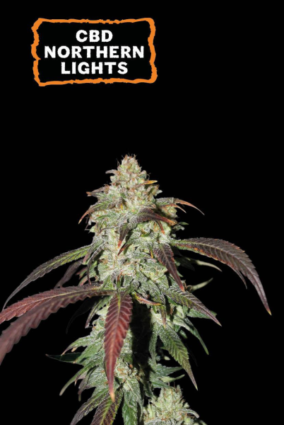 CBD Northern Lights - SEED STOCKERS | TanieSianie.pl