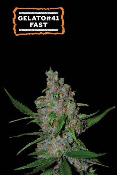 Gelato#41 FAST - SEED STOCKERS | TanieSianie.pl