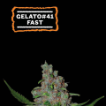 Gelato#41 FAST - SEED STOCKERS