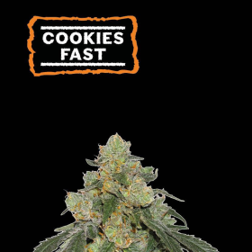 Cookies FAST - SEED STOCKERS | TanieSianie.pl