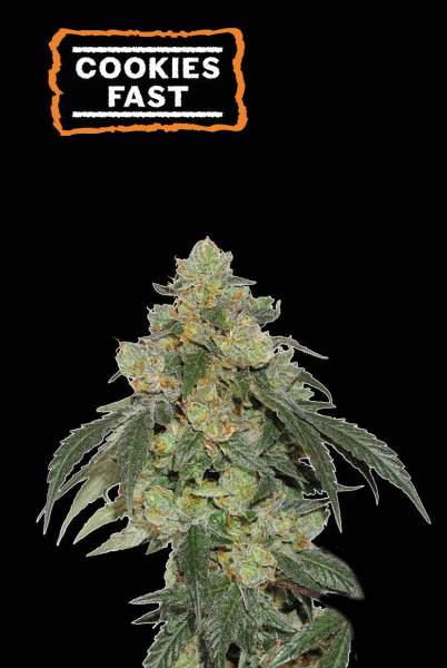 Cookies FAST - SEED STOCKERS | TanieSianie.pl