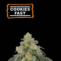 Cookies FAST - SEED STOCKERS